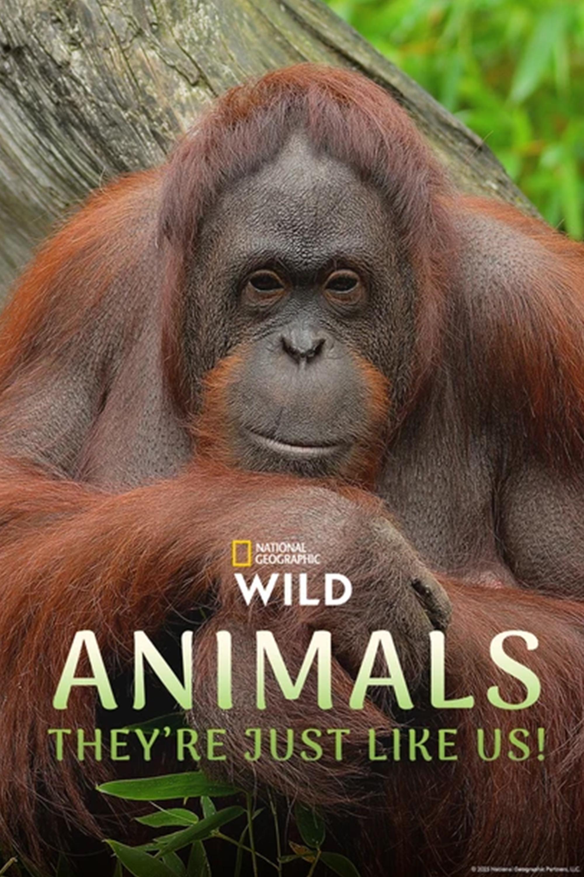  Animals, They're Just Like Us! 